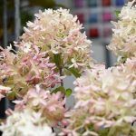 Гортензия метельчатая Skyfall - фото 1 от Завода ФЛОРА