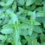 Мята Земляника Гранд от Завода ФЛОРА