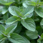 Мята Хилари от Завода ФЛОРА