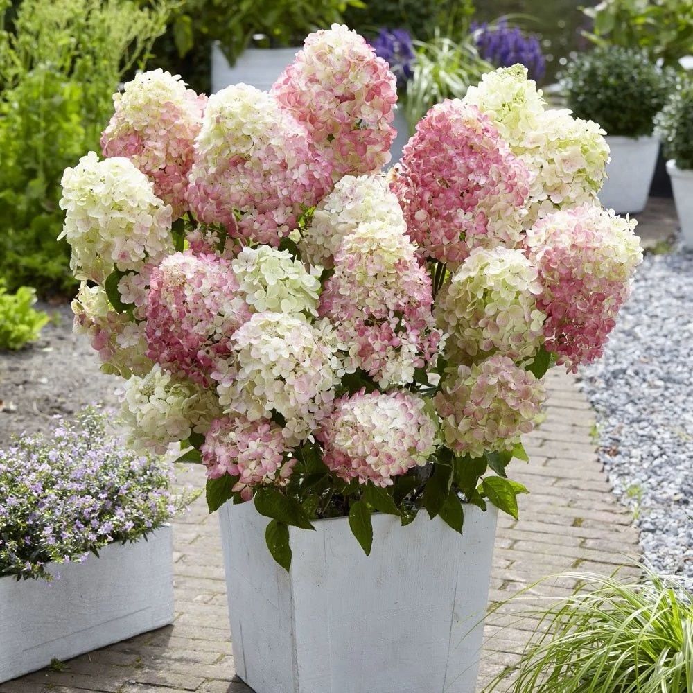 Гортензия метельчатая (Hydrangea paniculata) m
