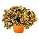 Калибрахоа Hula Gold Medal от Завода ФЛОРА