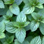 Мята Шоколадная от Завода ФЛОРА