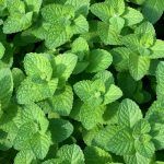 Мята Яблочная от Завода ФЛОРА