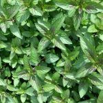 Мята Лекарственная - фото 1 от Завода ФЛОРА