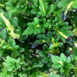 Колеус Pepino от Завода ФЛОРА