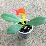 Эсхинантус Прекрасный - фото 6 от Завода ФЛОРА