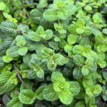 Мята Мохито от Завода ФЛОРА