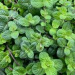 Мята Мохито от Завода ФЛОРА