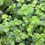 Мята Мохито от Завода ФЛОРА