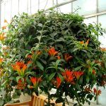 Эсхинантус Прекрасный - фото 3 от Завода ФЛОРА