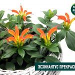Эсхинантус Прекрасный - фото 5 от Завода ФЛОРА