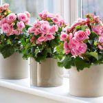 Пеларгония розебудная Achievement - фото 2 от Завода ФЛОРА