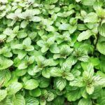 Мята Шоколадный Минт - фото 1 от Завода ФЛОРА