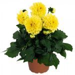 Георгины Dahlinova Montana от Завода ФЛОРА