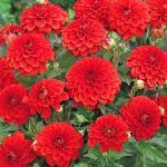 Георгины Gallery Valentin от Завода ФЛОРА