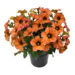 Петуния Петхоа BeautiCal Cinnamon от Завода ФЛОРА