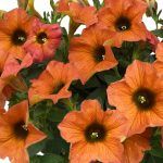 Петуния Петхоа BeautiCal Cinnamon от Завода ФЛОРА