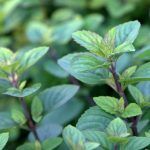 Мята Дюшес от Завода ФЛОРА