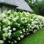 Гортензия метельчатая Limelight от Завода ФЛОРА