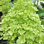 Гортензия метельчатая Limelight - фото 1 от Завода ФЛОРА