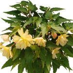 Бегония Ампельная Belleconia Cream - фото 3 от Завода ФЛОРА