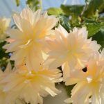 Бегония Ампельная Belleconia Cream - фото 1 от Завода ФЛОРА