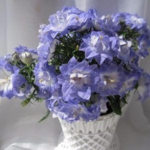 Кампанула