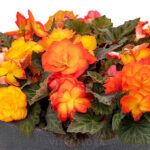 Бегония NonStop Flame - фото 1 от Завода ФЛОРА