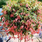 Бегония Ампельная Summerwings Coral Elegance . от Завода ФЛОРА