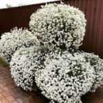 Алиссум Snow Princess от Завода ФЛОРА