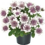 Остеоспермум Dalina Double Pedro от Завода ФЛОРА