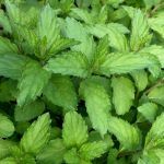 Мята Шоколадный Минт от Завода ФЛОРА