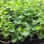 Кампанула махровая  0,1л - фото 1 от Завода ФЛОРА