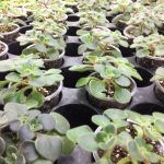 Аихризон Распростертый - фото 5 от Завода ФЛОРА