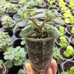 Аихризон Распростертый - фото 6 от Завода ФЛОРА