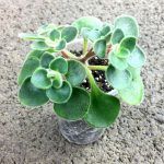 Аихризон - фото 4 от Завода ФЛОРА