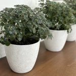 Аихризон Распростертый - фото 1 от Завода ФЛОРА