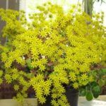 Аихризон Распростертый - фото 4 от Завода ФЛОРА