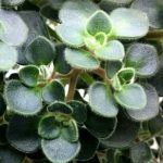 Аихризон Распростертый - фото 2 от Завода ФЛОРА