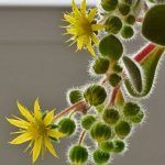 Аихризон - фото 2 от Завода ФЛОРА