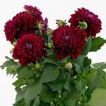 Георгины Dalina Midi Mariana - фото 1 от Завода ФЛОРА