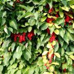 Лимонник Китайский - фото 1 от Завода ФЛОРА