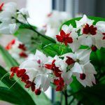 Клеродендрум Томсона - фото 1 от Завода ФЛОРА