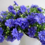 Кампанула махровая  0,1л от Завода ФЛОРА