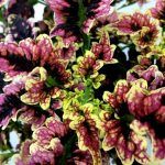 Колеус Gilda от Завода ФЛОРА