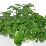 Пилея Монетолистная - фото 4 от Завода ФЛОРА