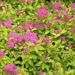 Спирея Японская Golden Princess - фото 3 от Завода ФЛОРА