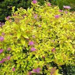 Спирея Японская Golden Princess - фото 2 от Завода ФЛОРА