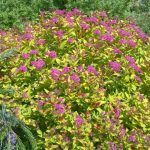 Спирея Японская Golden Princess - фото 1 от Завода ФЛОРА