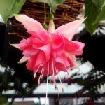 Фуксия Полуампельная Peachy - фото 2 от Завода ФЛОРА